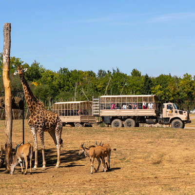 Giraffen bij Planète Sauvage in Loire-Atlantique