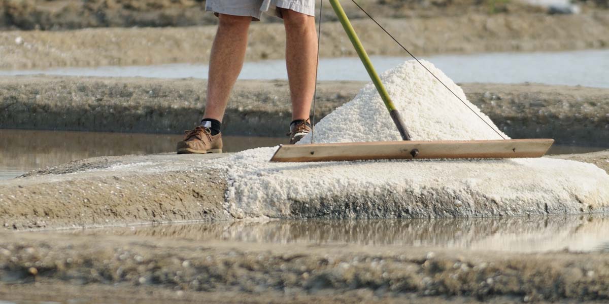 Récolte de sel de Guérande en en Bretagne sud proche du camping